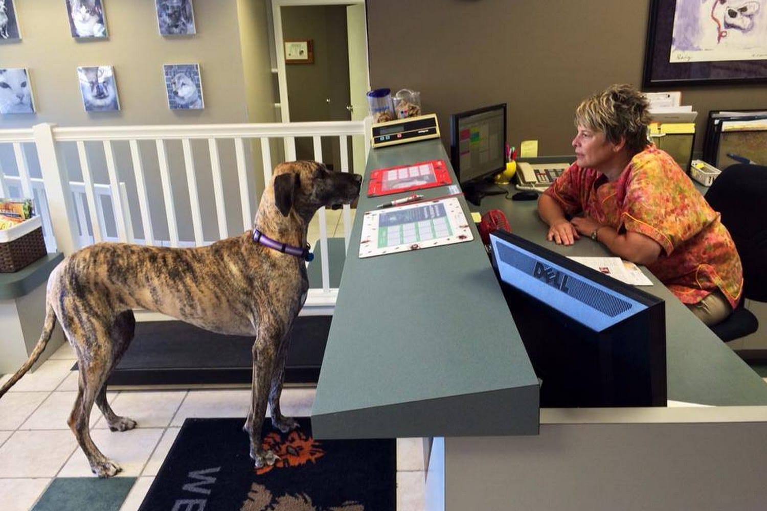 College Boulevard Animal Hospital