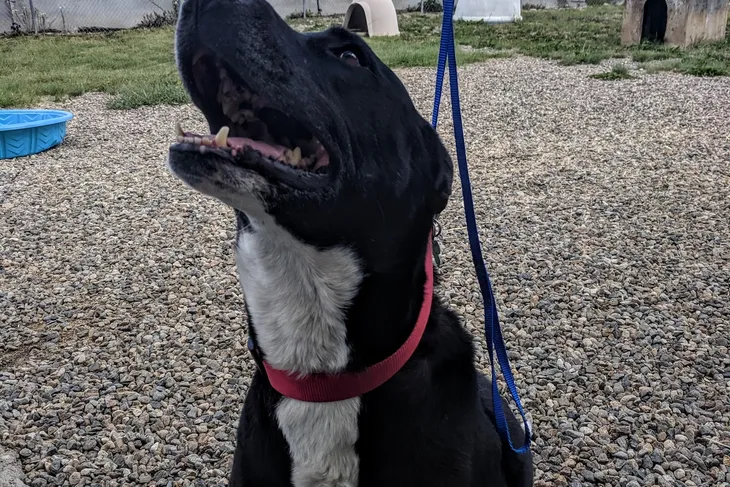 Lake County Animal Shelter