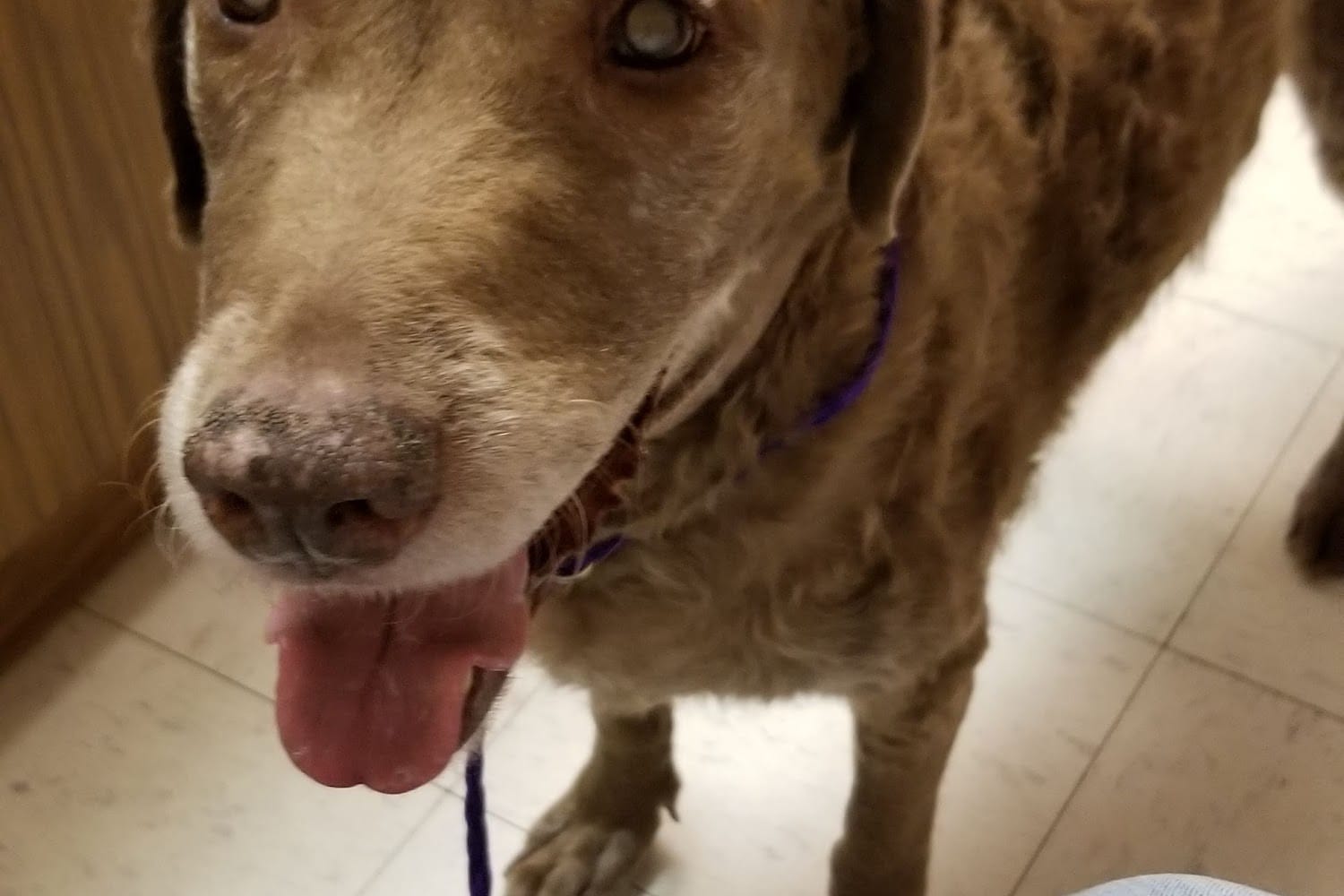 Adirondack Park Pet Hospital