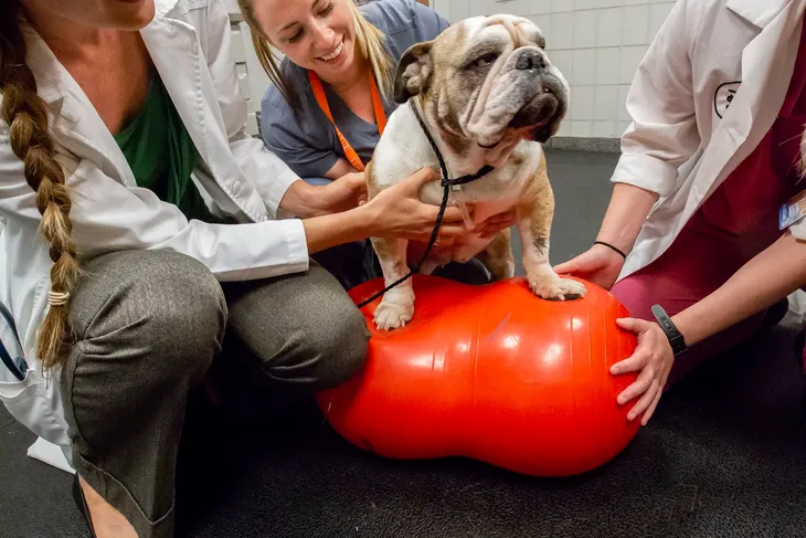 University of Illinois Veterinary Teaching Hospital