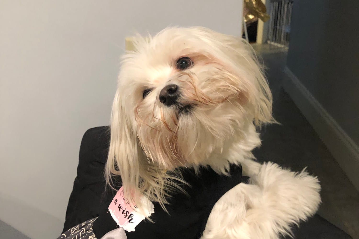 East Boston Animal Hospital