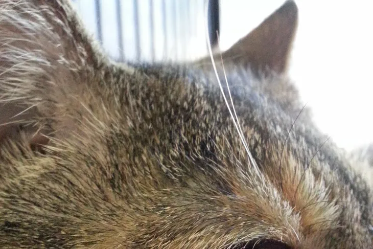 SPCA of Westchester County
