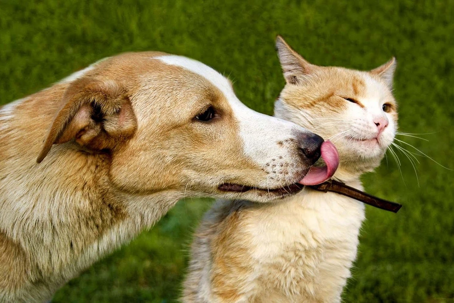 Heritage Animal Hospital