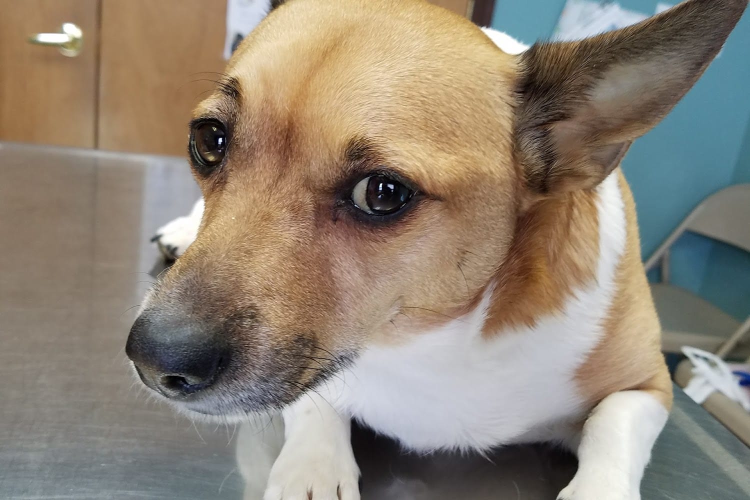 Johnstown Animal Hospital