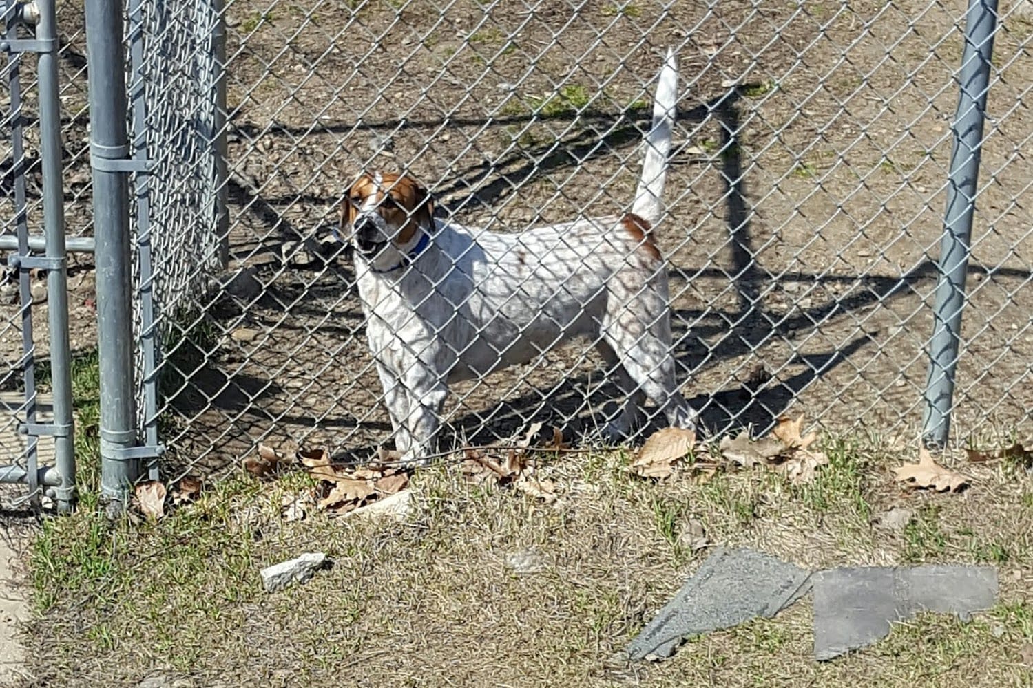 New Hampshire Humane Society