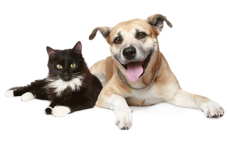 Clayton Animal Hospital
