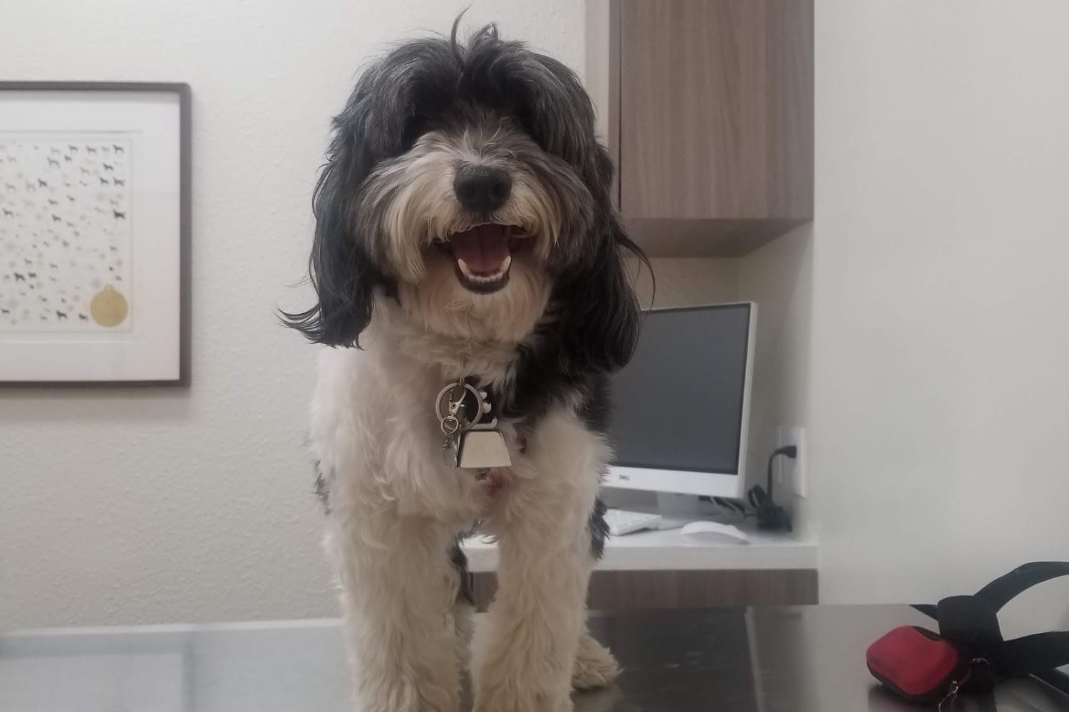 Pet Vet Animal Health Care Group