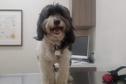 Pet Vet Animal Health Care Group