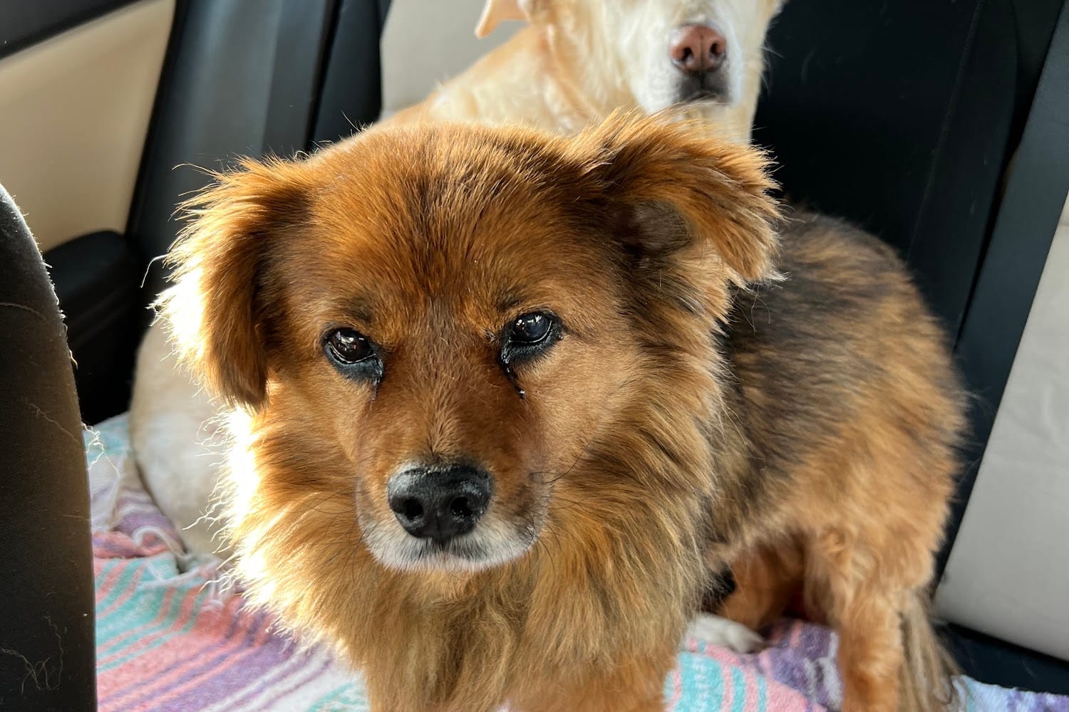 Bishop Animal Hospital