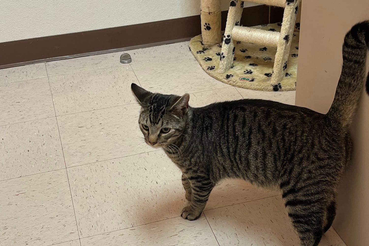 Norris Animal Hospital