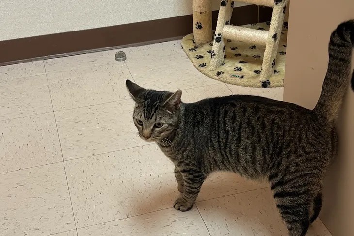 Norris Animal Hospital