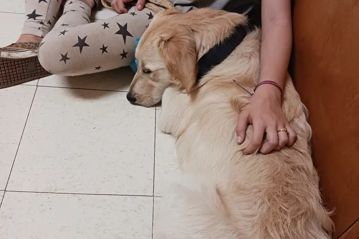 Parsons Pet Hospital
