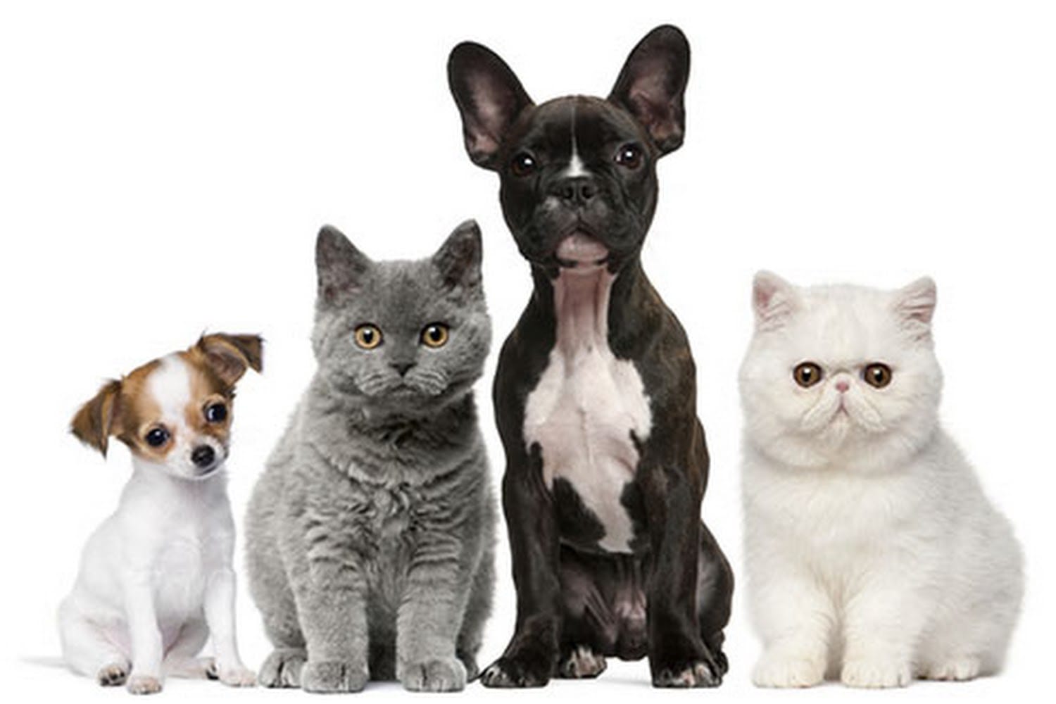 Georgetown Animal Hospital