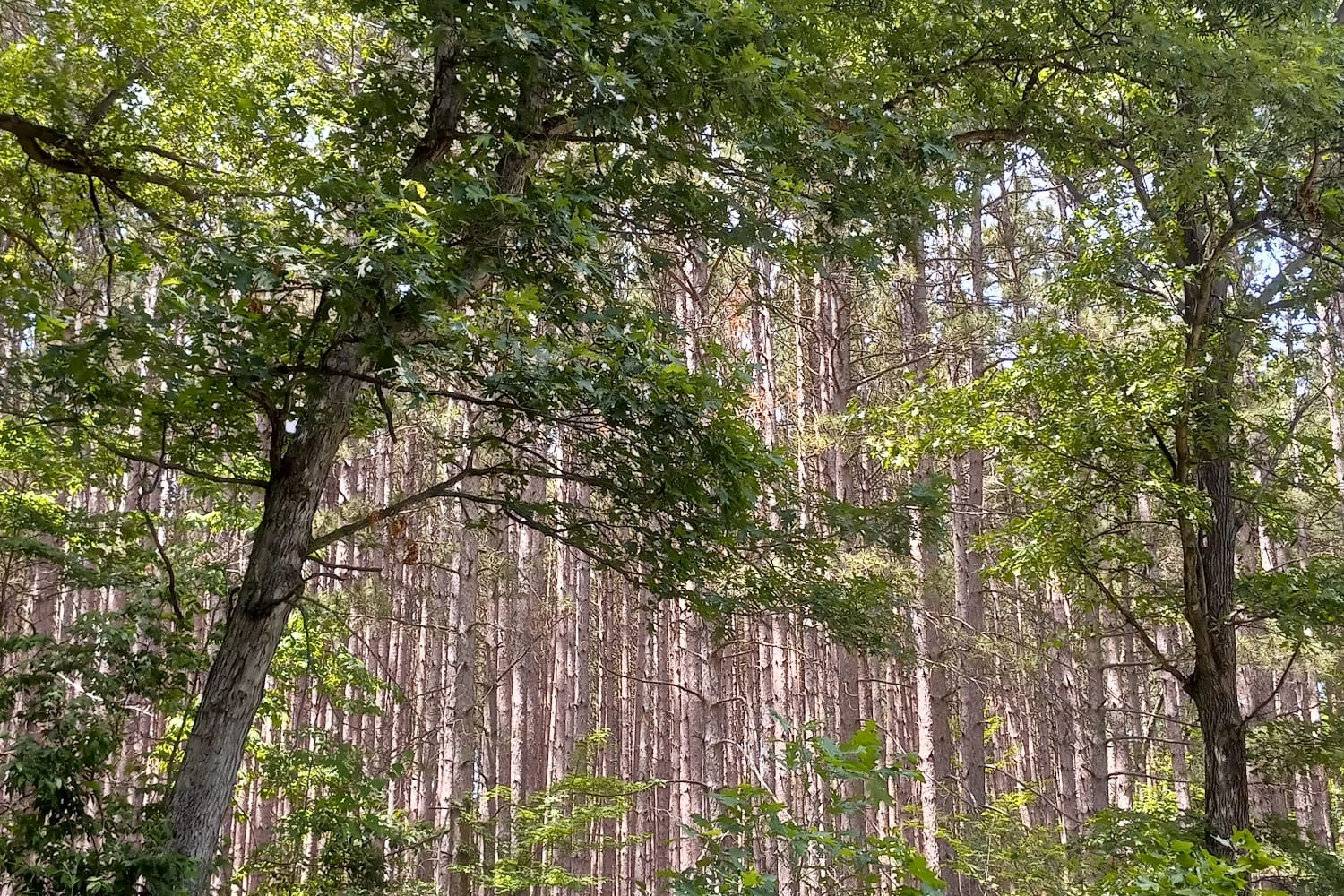 Planned Pethood, Inc.