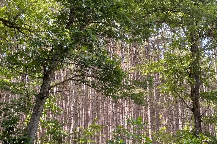 Planned Pethood, Inc.