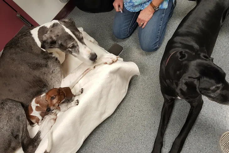 Rosedale Veterinary Hospital