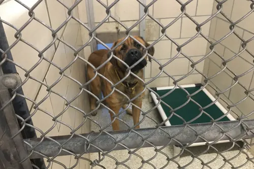 Montgomery County SPCA