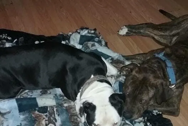 Liberty Animal Control