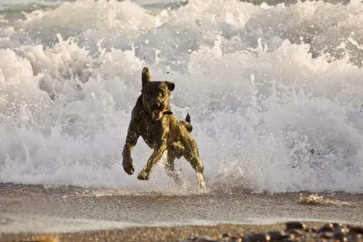 Cambria Animal Control