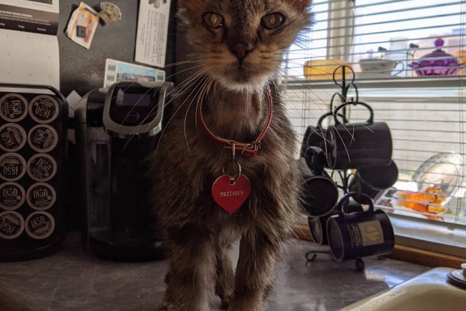 Animal Hospitals in Riverside, CA Pets TheCountyOffice