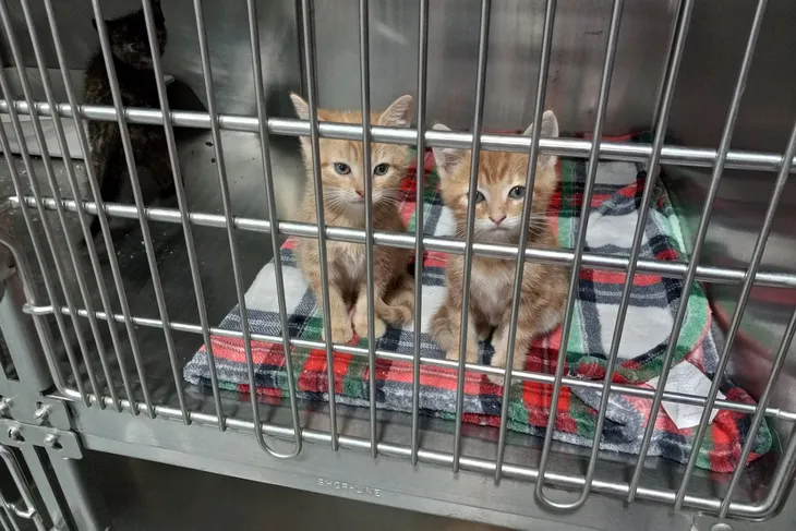 Brooke County Animal Shelter