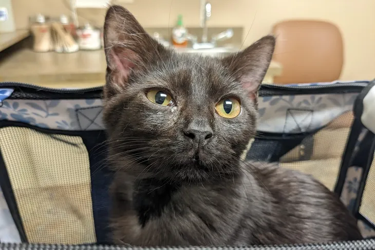 Airpark Animal Hospital