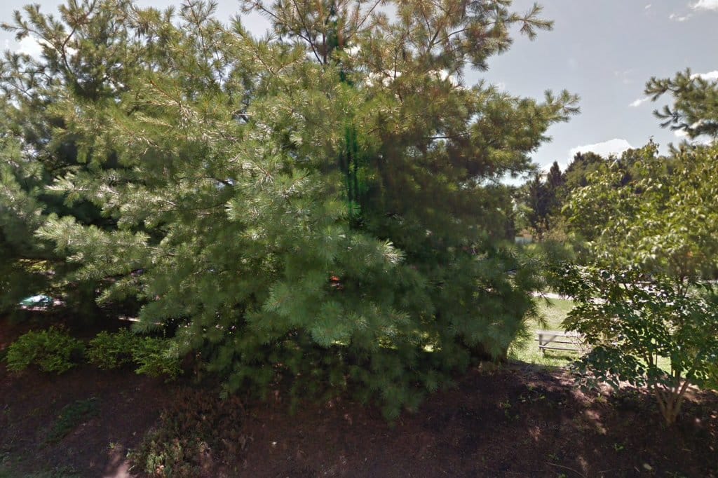 Hitchcock Woods School