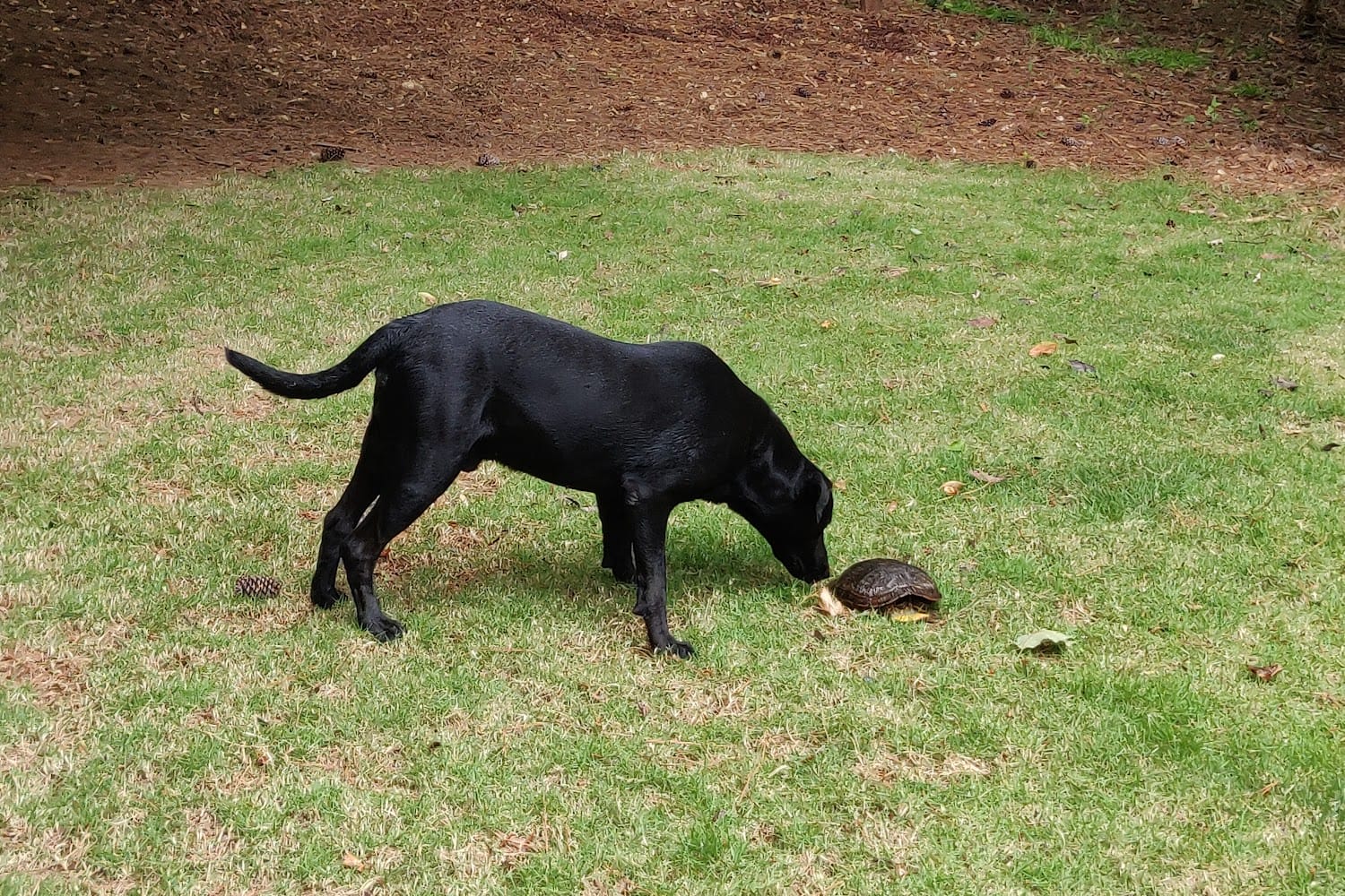 Summerville Animal Hospital