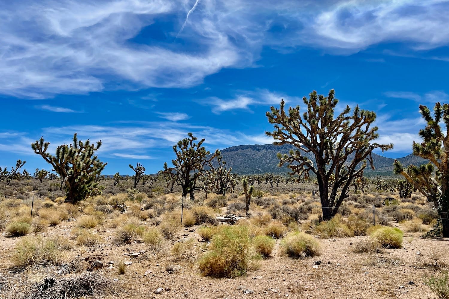 Mojave Career Services Center