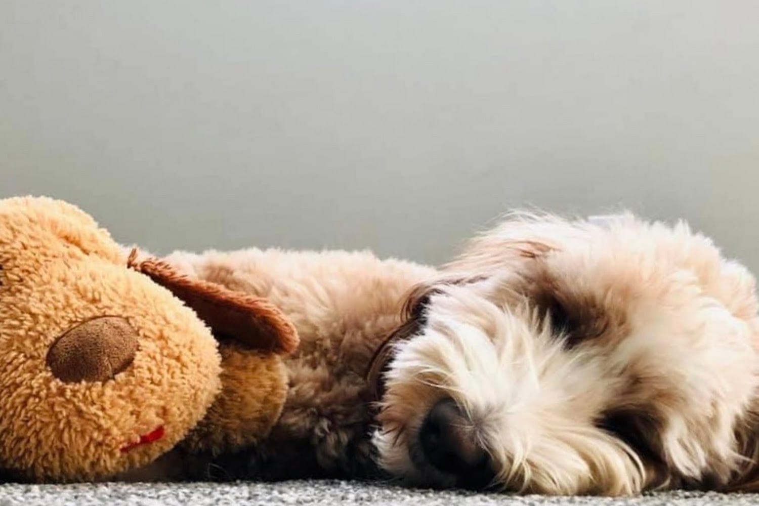 Assisi Drive Animal Hospital