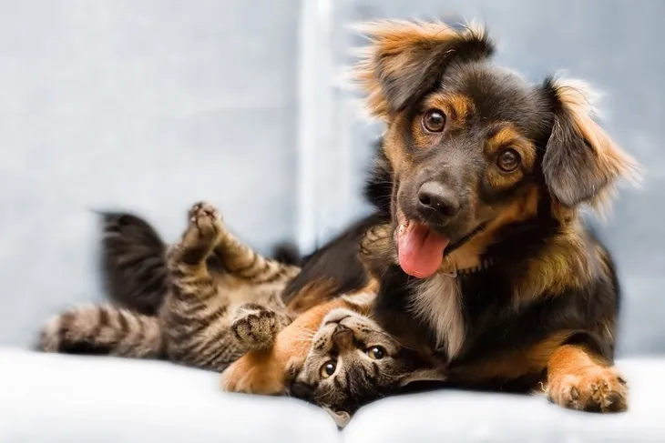 Caring Hands Animal Hospital