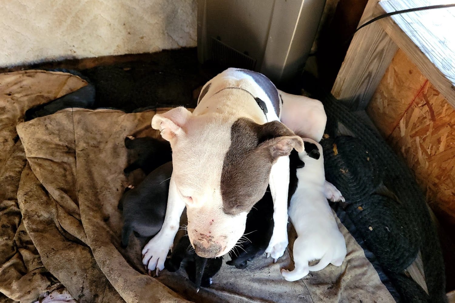 Animal Shelter in Mobile, AL The County Office