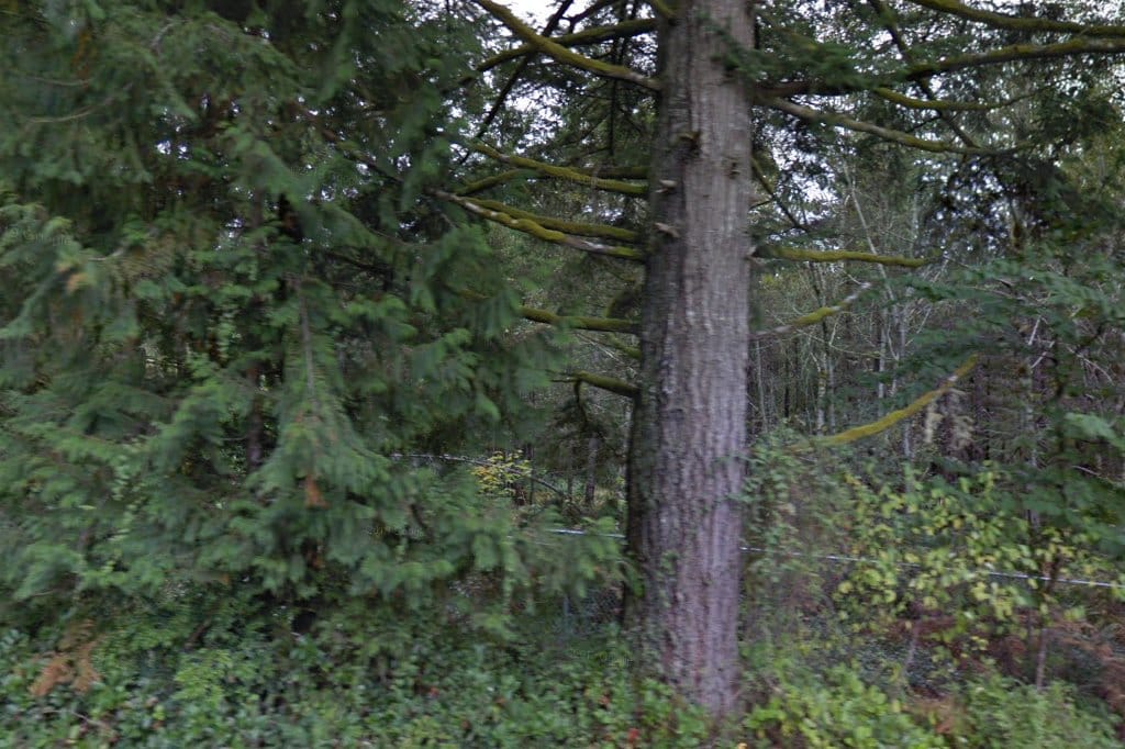 Wild Felid Advocacy Center of Washington