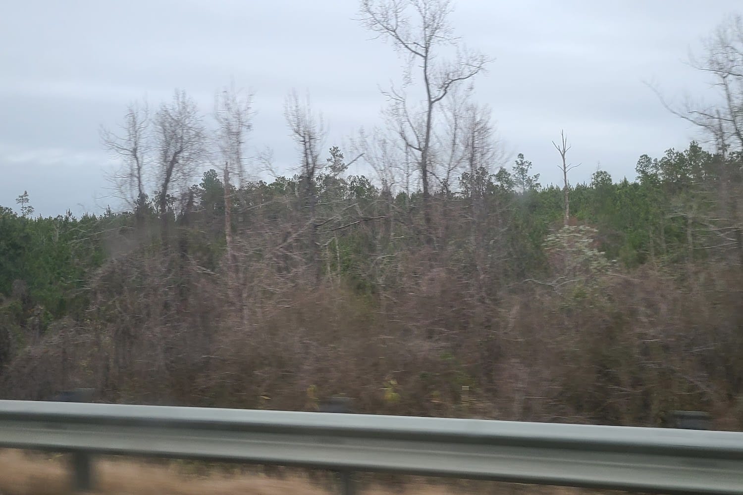 Lee County Humane Society in Auburn, AL Find Paw Pal