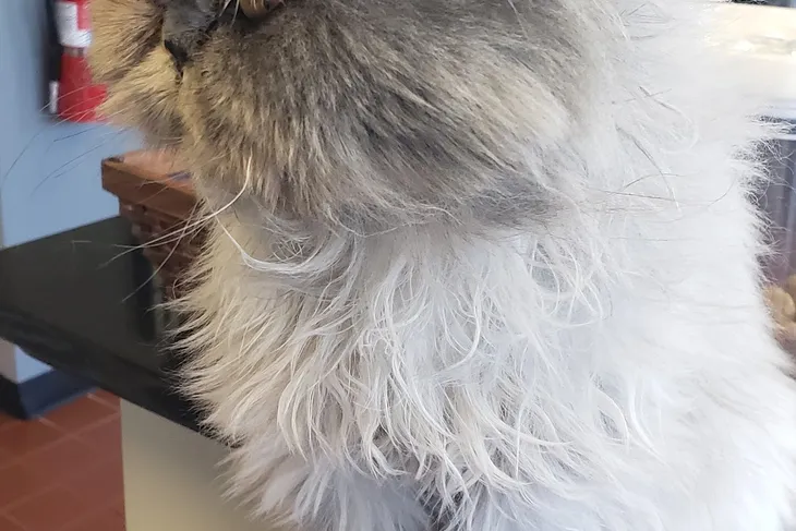 Companion Animal Hospital