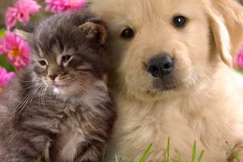 Whippany Veterinary Hospital