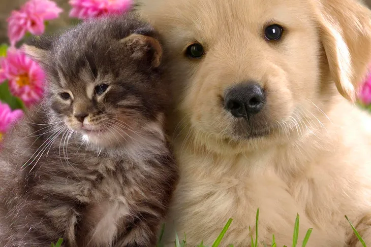 Whippany Veterinary Hospital