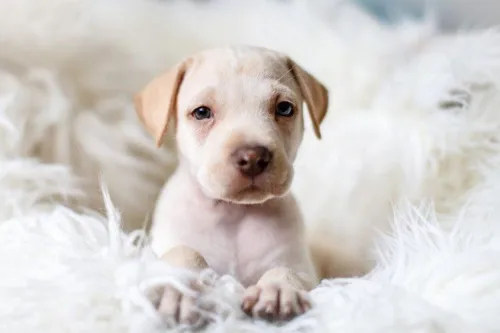 Monmouth County SPCA