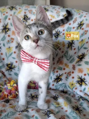 Adoption Event, Saturday 6/20