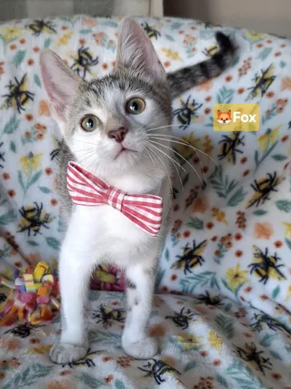 Adoption Event, Saturday 6/20