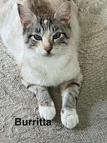 Burritta