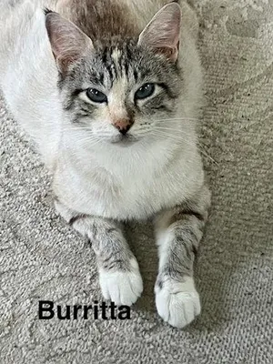 Burritta