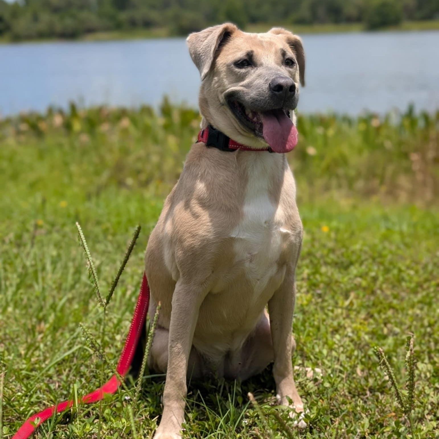 IRIS - Needs a foster or adopter