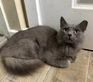 William
