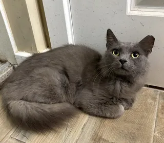 William