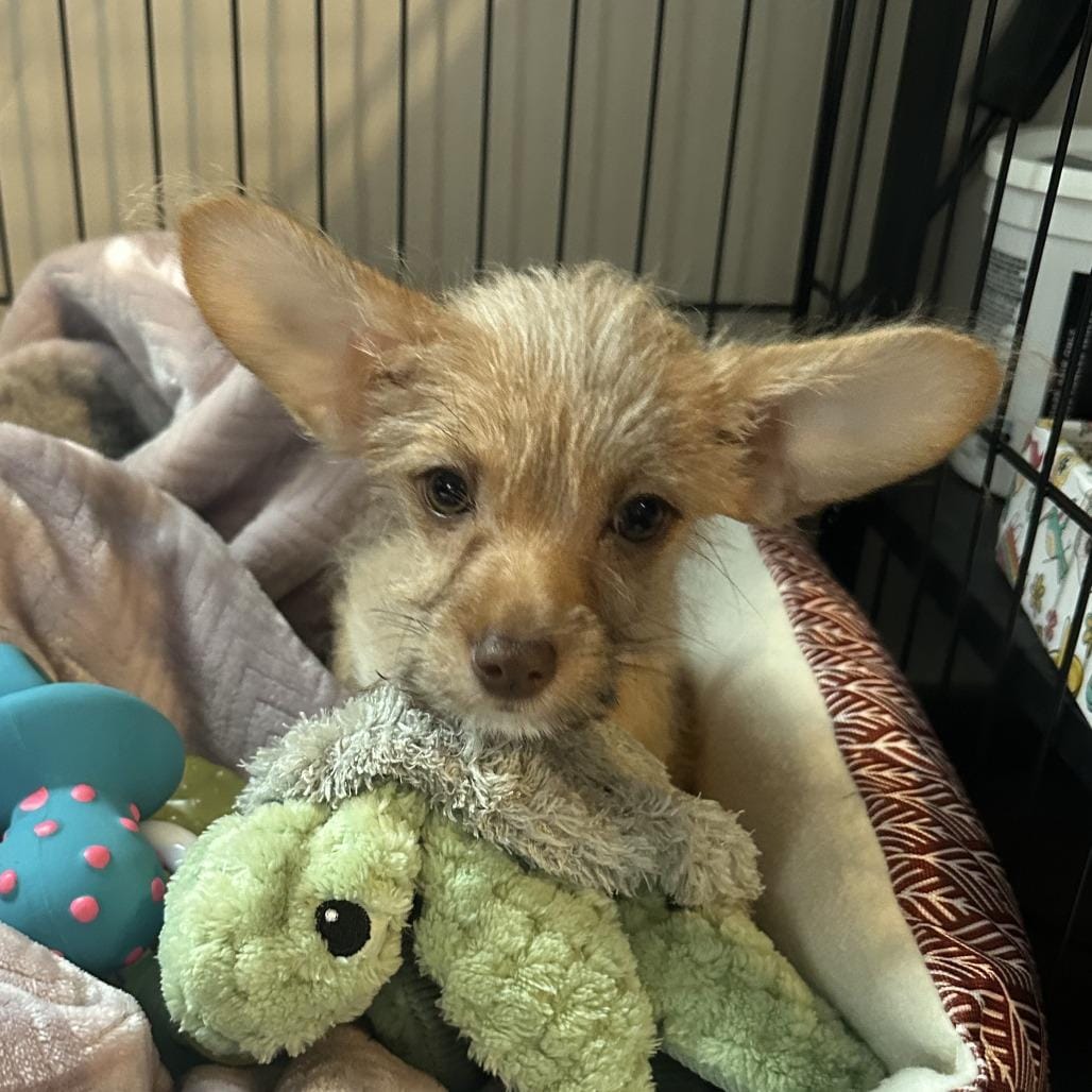 Dobby