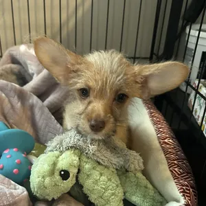 Dobby