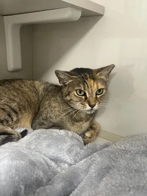 Cleocatra