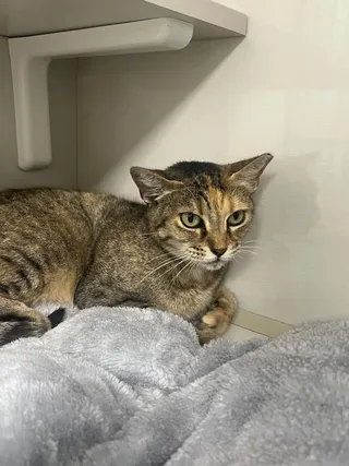Cleocatra