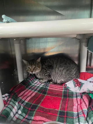 Tennis Ball - Barn Cat